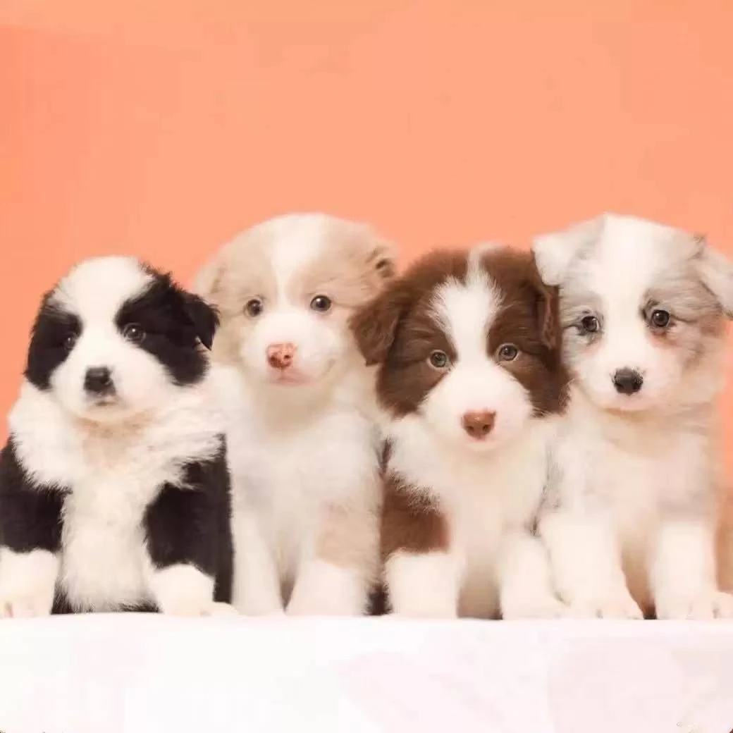 牧里牧外边牧犬舍幼体温顺聪明宠物友好小边牧超甜版宠物狗狗