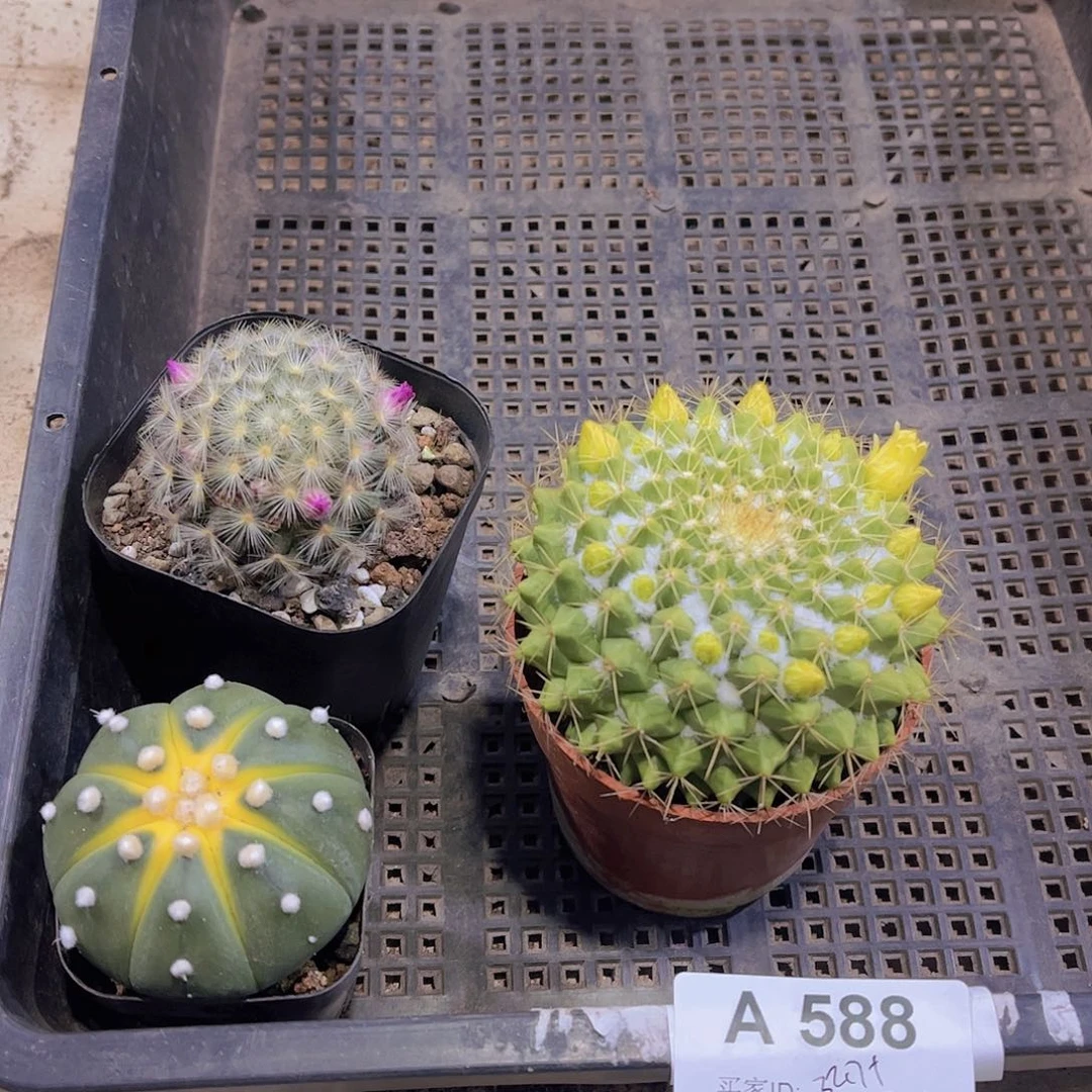 多肉588多肉植物