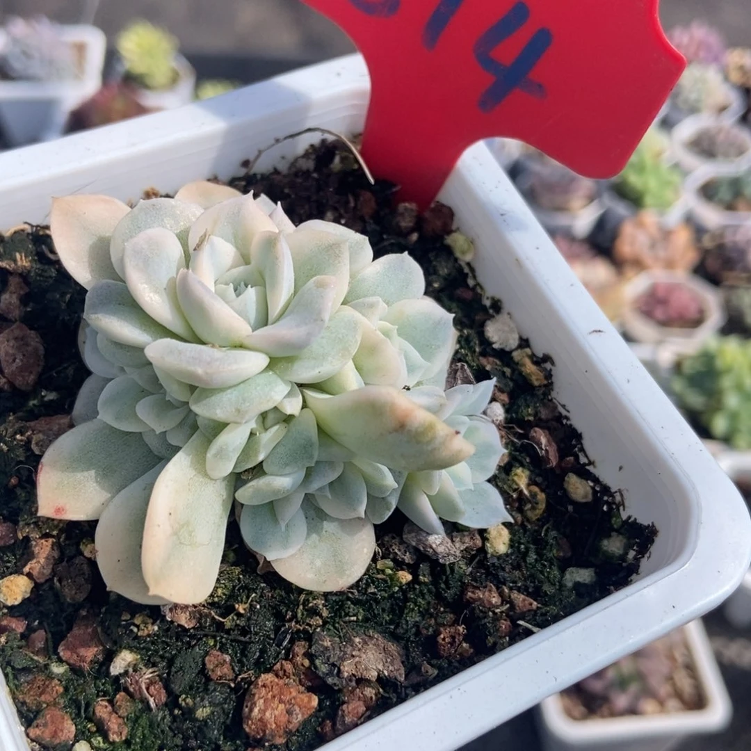 814雪球锦多肉植物保护