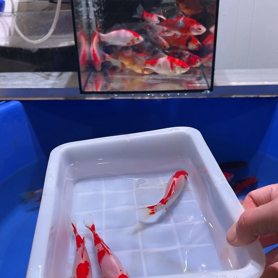 乔***装海水鱼观赏鱼福利多多啊