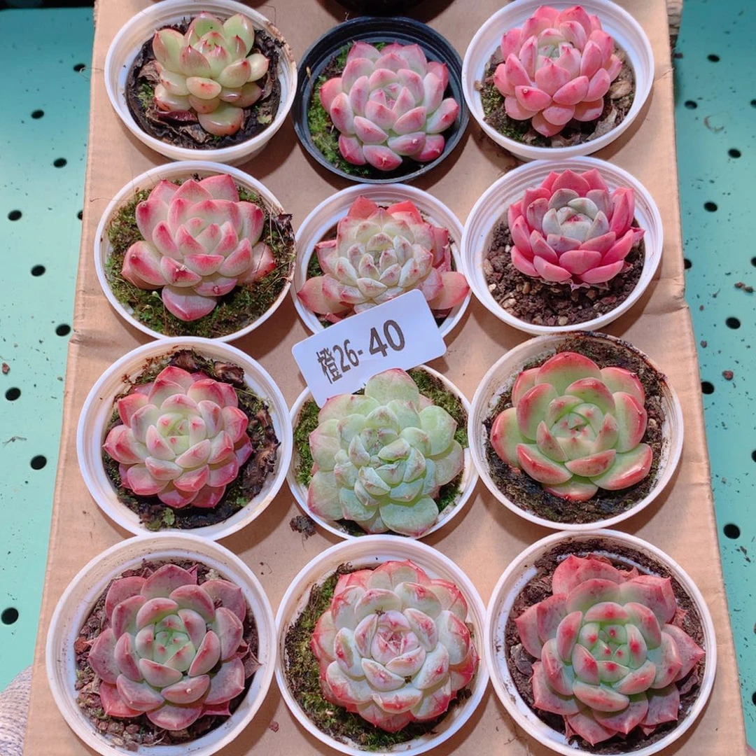 26-40一物一拍多肉带盆18颗
