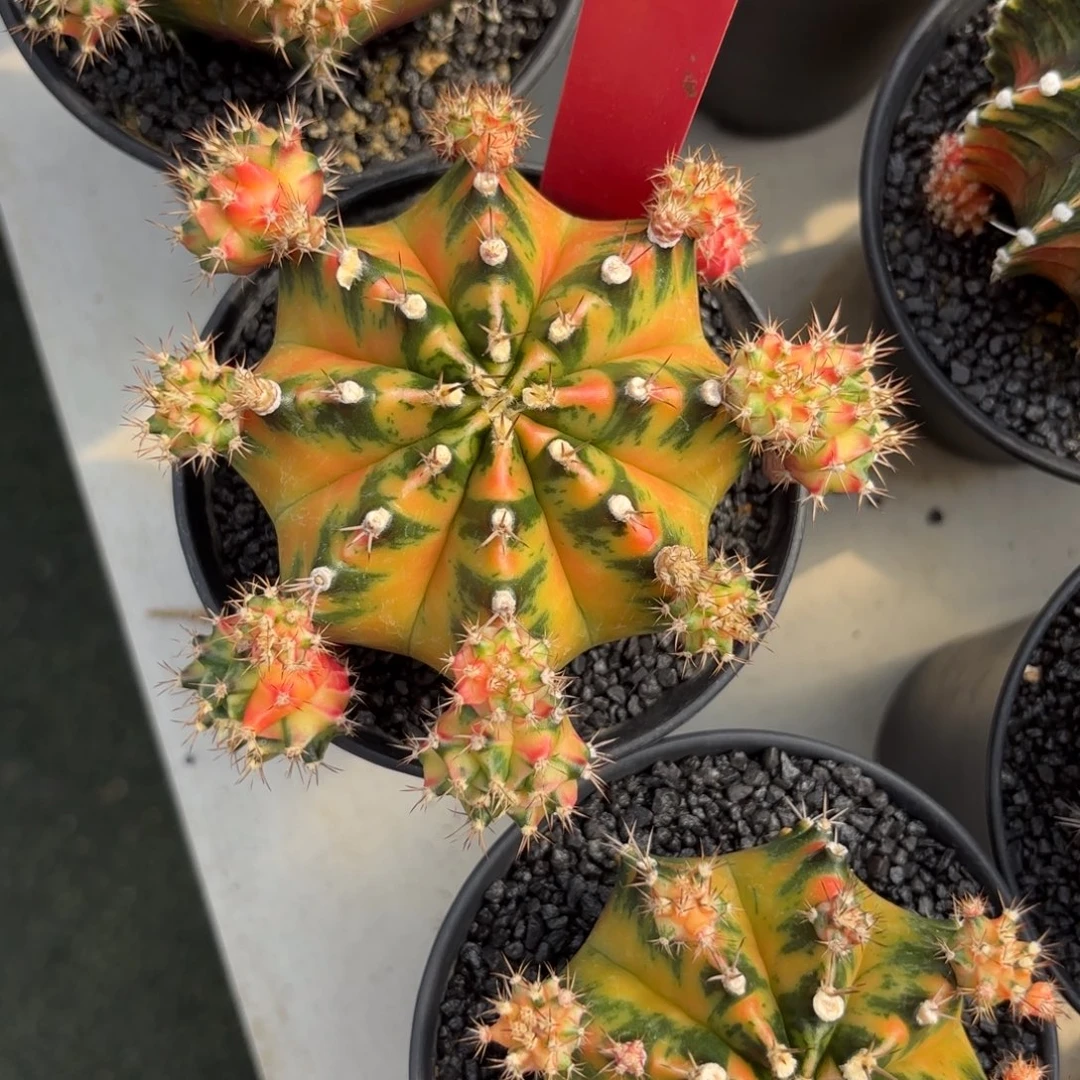 ₍***ʔ201-1126泰国发货多肉