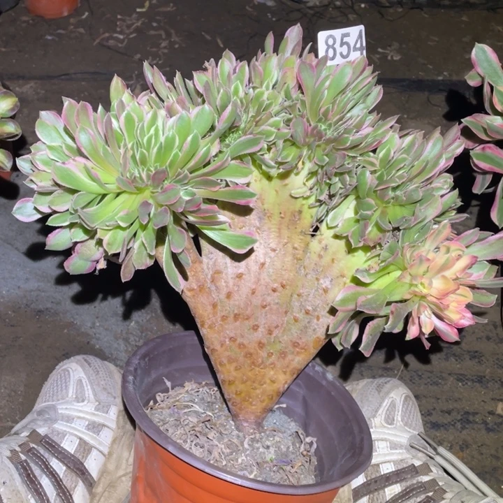 854号26厘米左右女巫拉丝修过