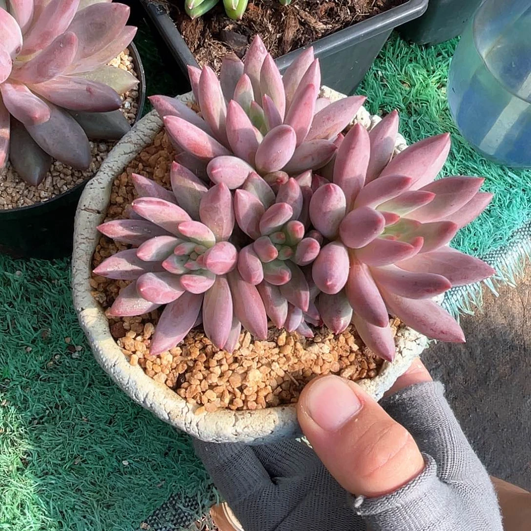 无砍群虞美人多肉