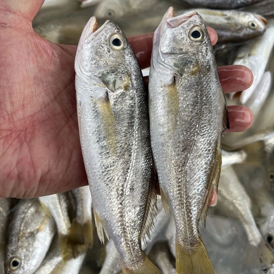【五斤】广东惠来神泉港特色海鱼 白划鱼  划鱼
