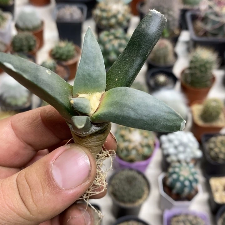 实生岩牡丹特价福利