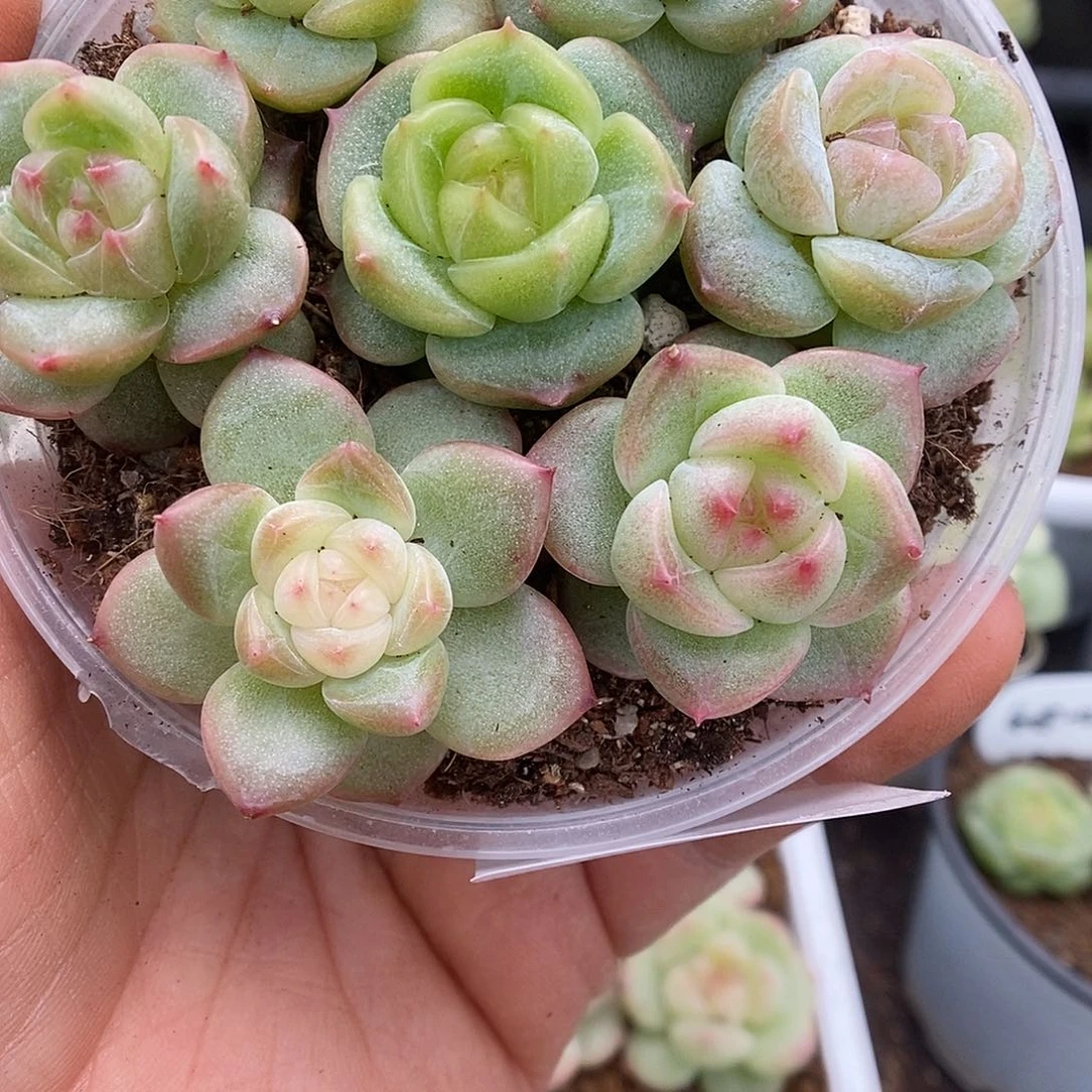 一物一拍一物一拍926-475