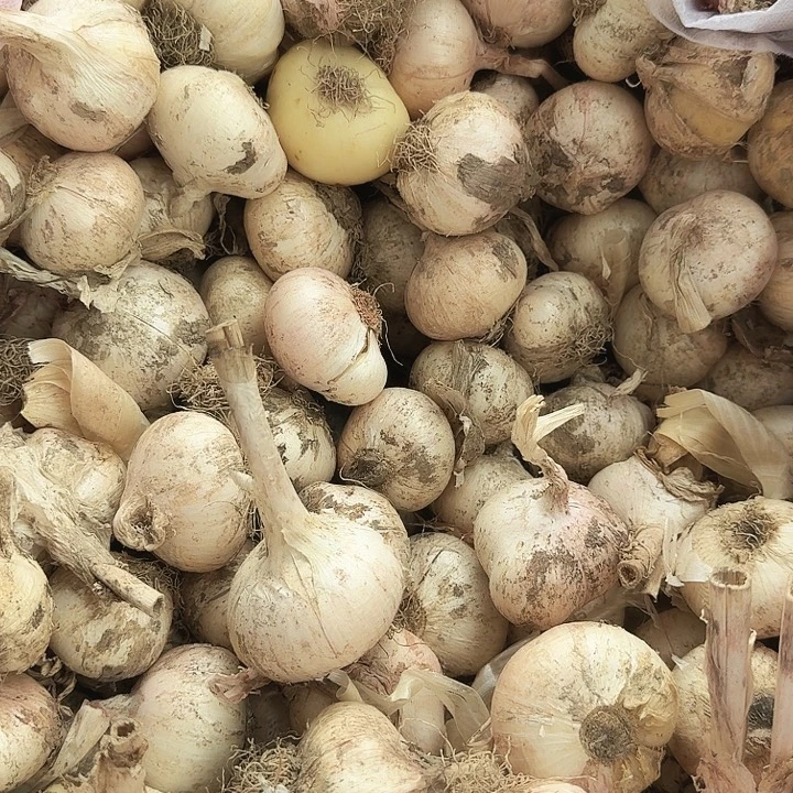 大花葱直3-5（3颗）选大的发