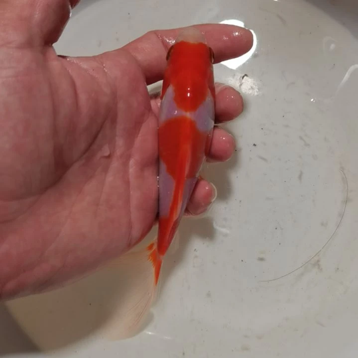 海水鱼长尾草金三段