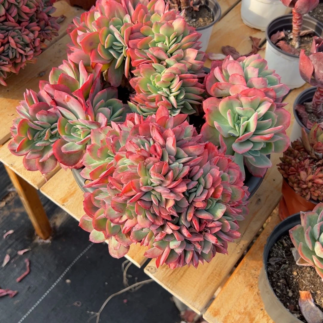 多肉植物绮罗仙子缀