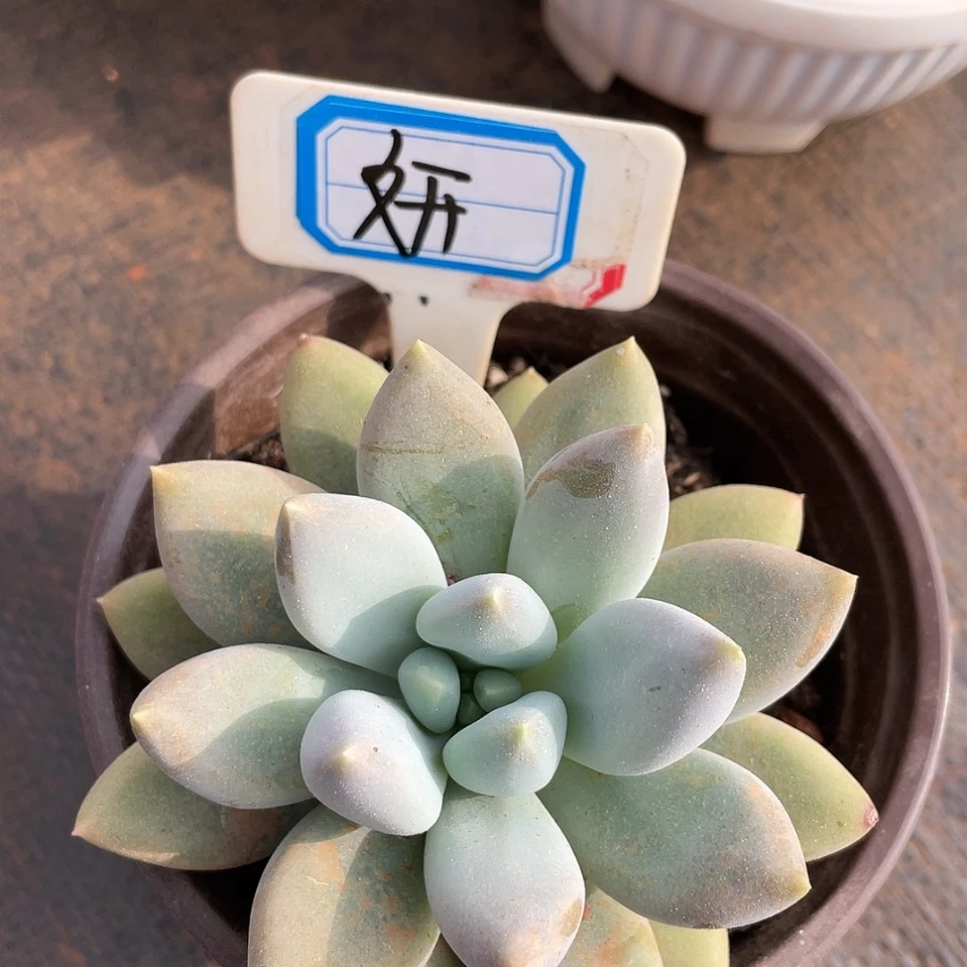 ?*姐姐说要不就是