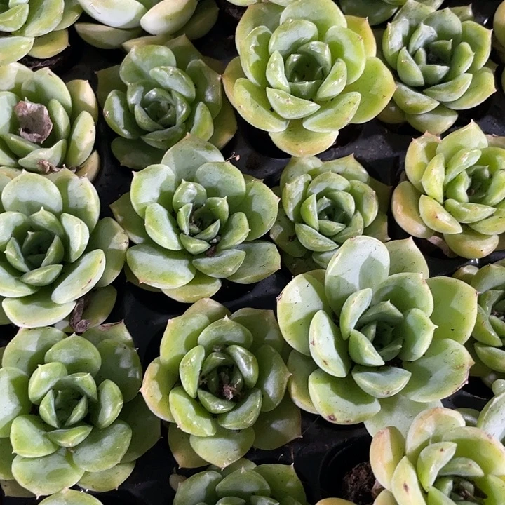 小宝宝绿1元带土发货