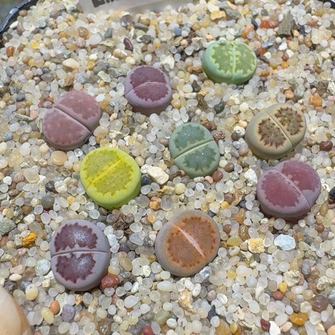 Ssss精品生石花560