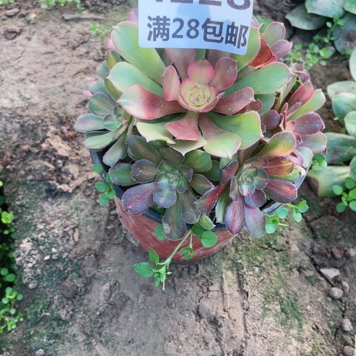 4228三号棚北边流星雨