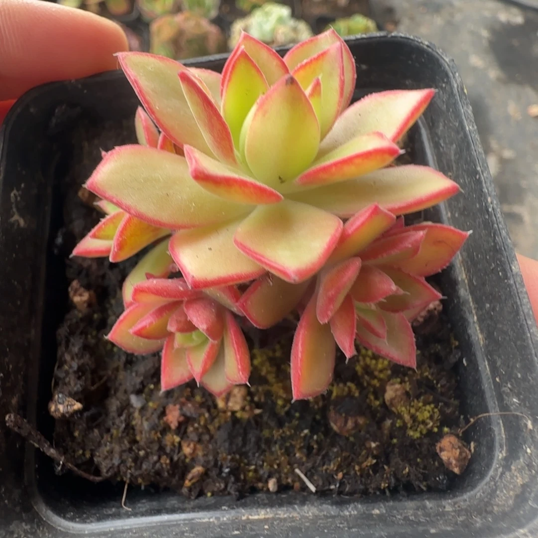 L662半城玫瑰戈梅拉之彤帕不含盆土