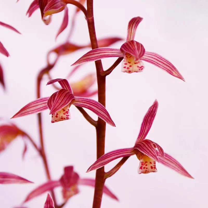 翁源兰花苗墨兰新娘老种红花带花苞