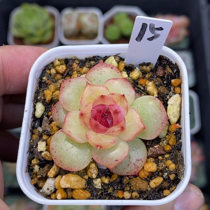 【闪购商品】花****a幽灵公主15多肉