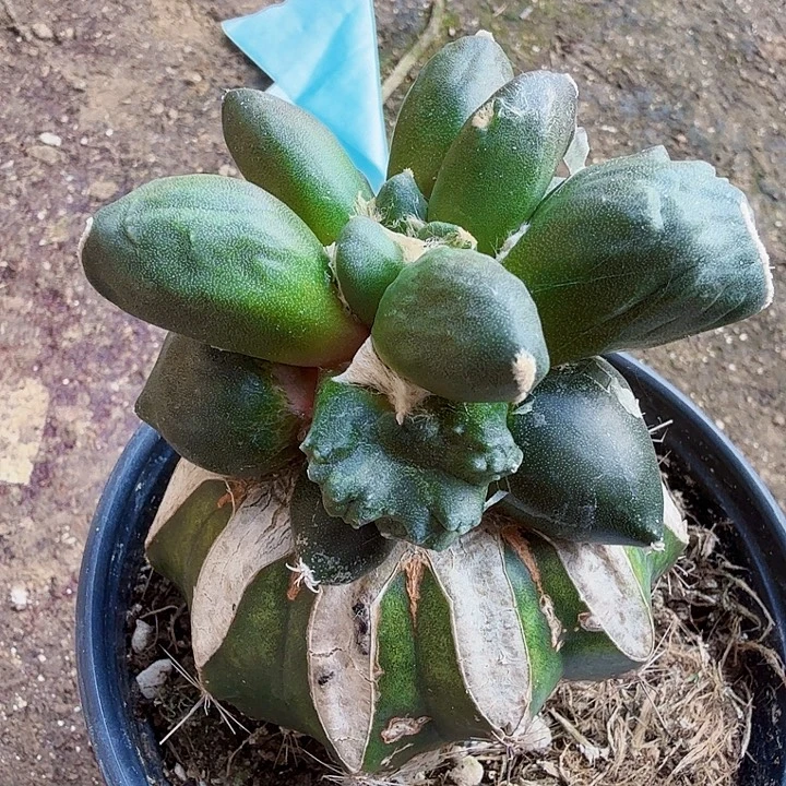 无花朵508潜力股叉尤蛋蛋牡丹东四