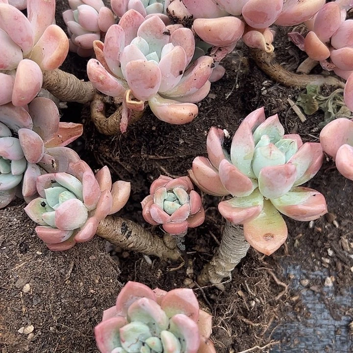 精品花瓣露三盆。