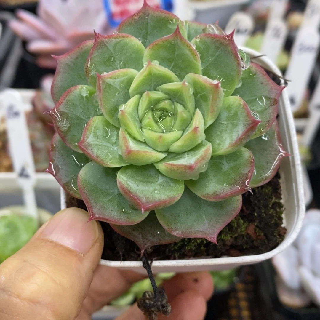 精品多肉一物一拍不包整30