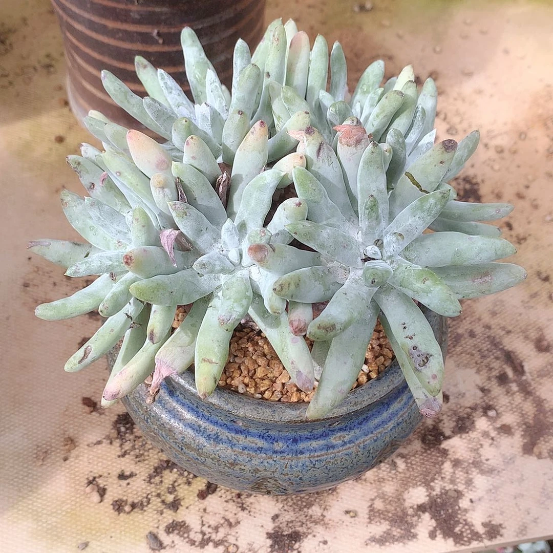 9731海瑟拇指仙女杯多肉