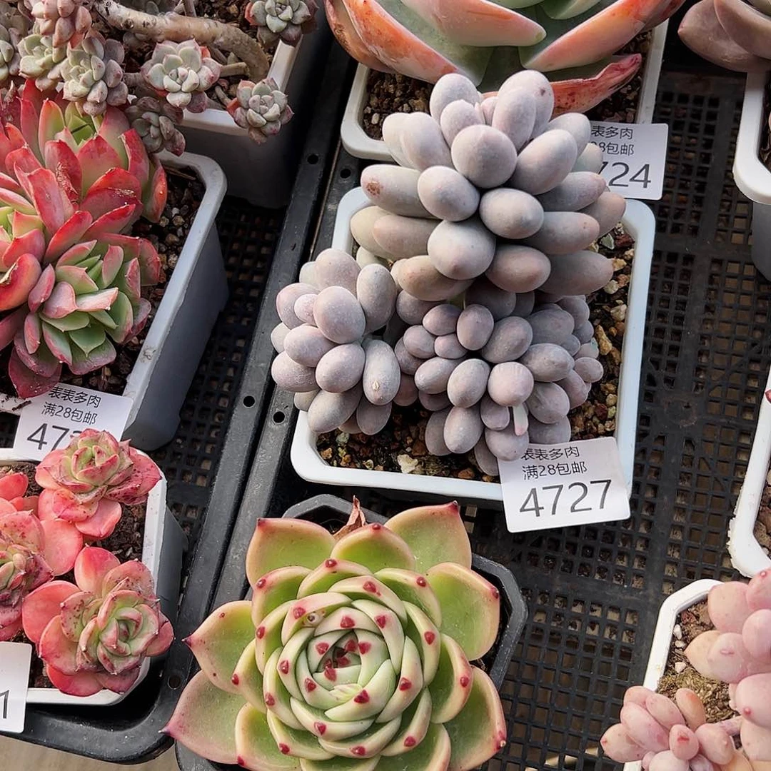 9号*️****我们的确是一4727