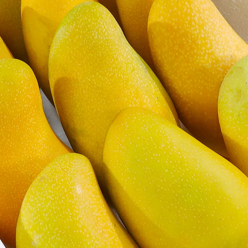 正宗金煌芒果海南芒果现摘现发3/4.5/8斤热带水果【需催熟】
