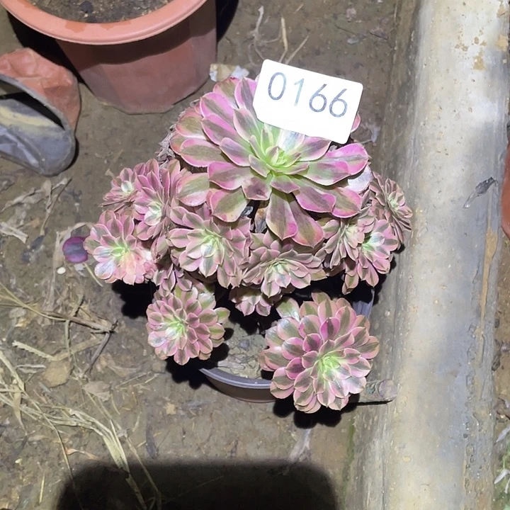 多肉植物法师166黑铜白