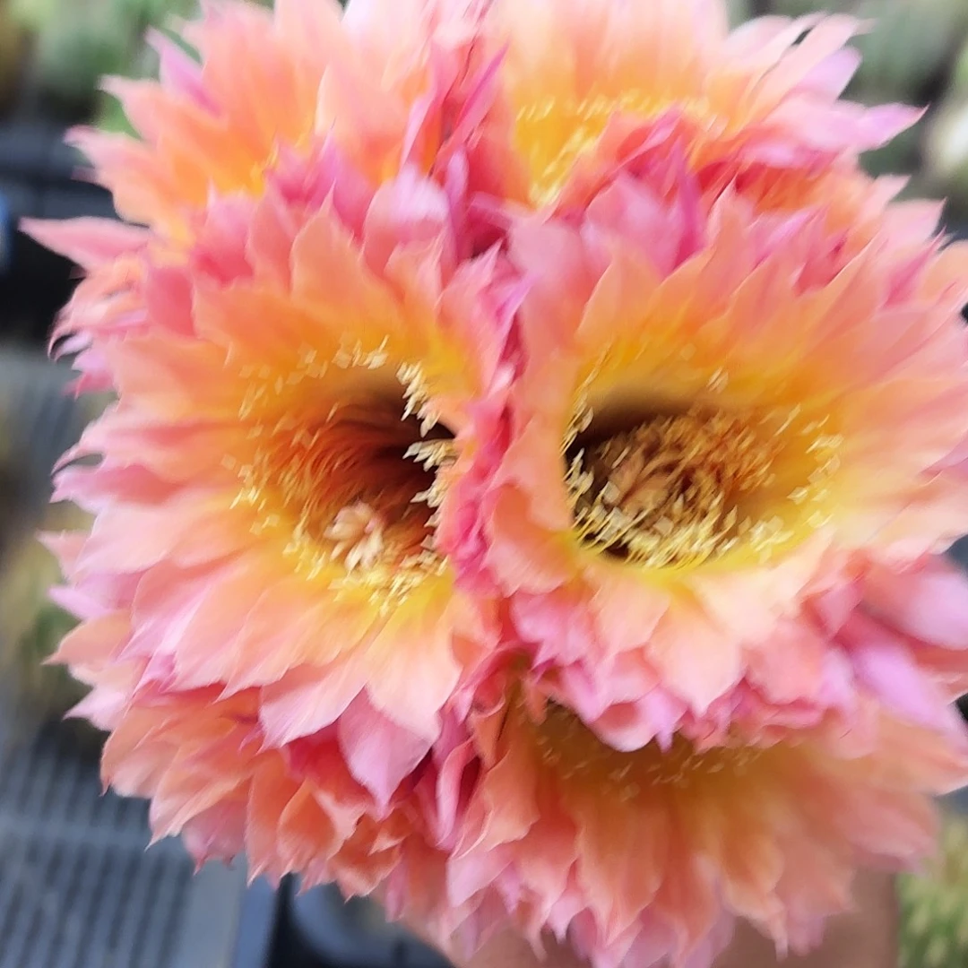 太阳神无根侧牙地理瑕