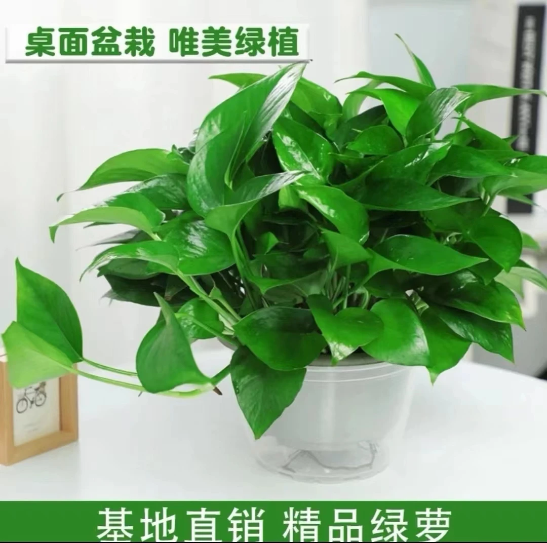 绿萝盆栽室内 四季常青好养易活绿植 新房美观实用绿萝桌面植物