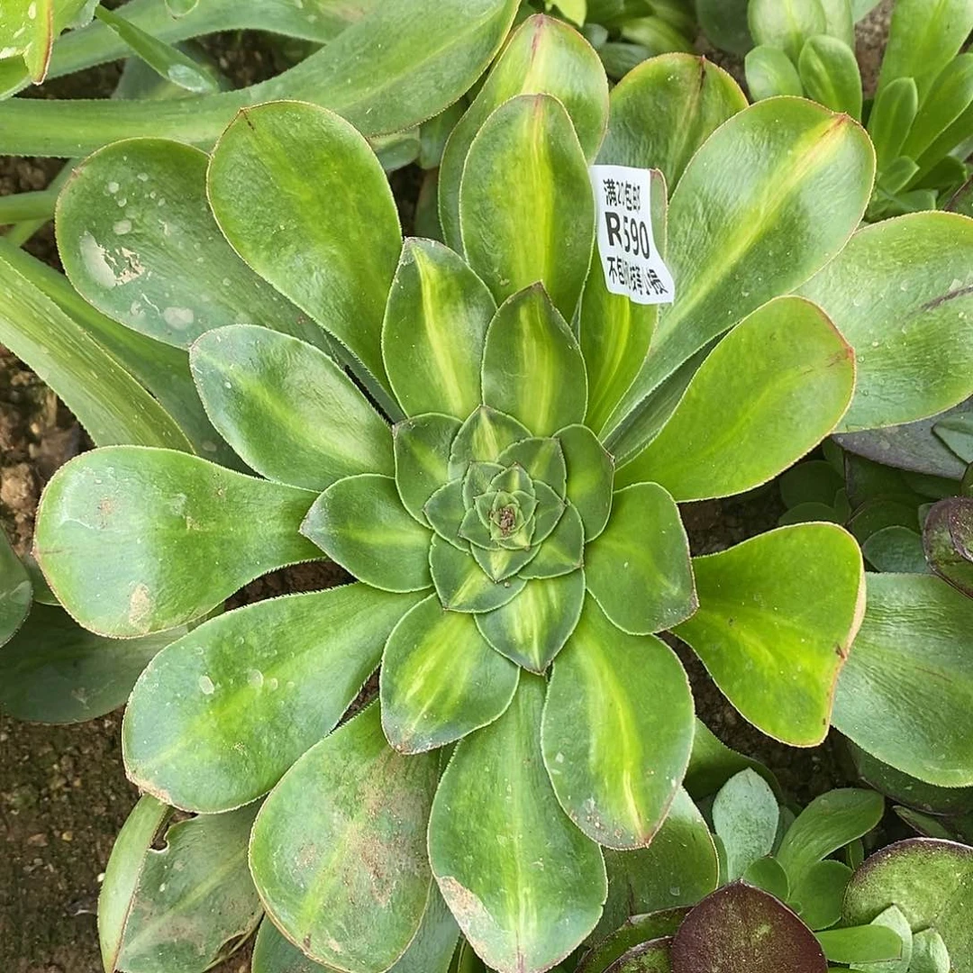 知****]590燕姿中斑锦多肉