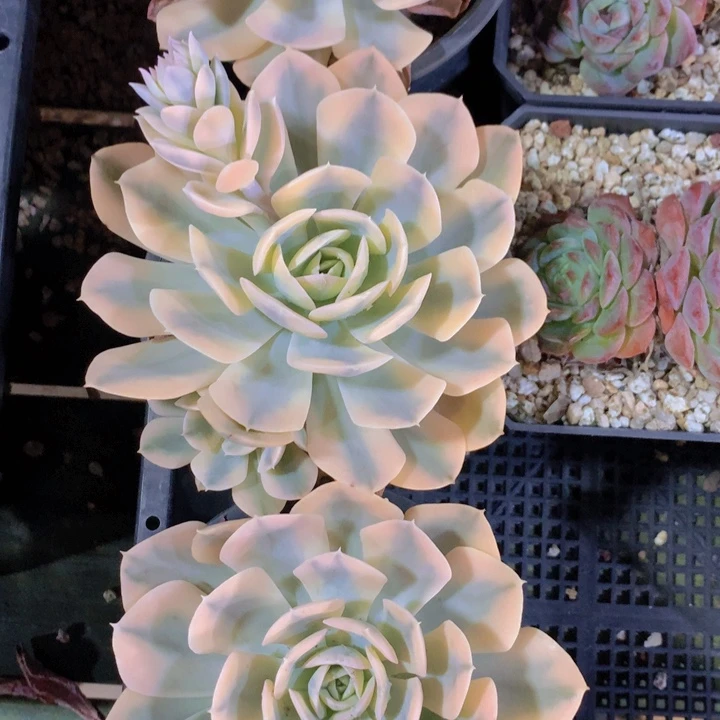 鲁氏锦单头多肉量拍