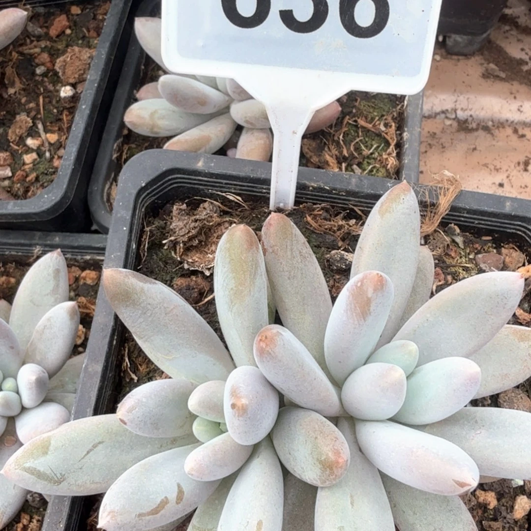 哥特彩体多肉植物636