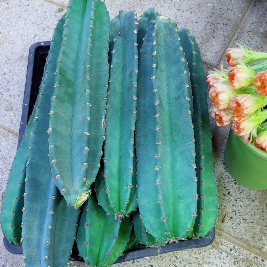 下44量天尺歪斑点无根侧芽30公分左右20包邮