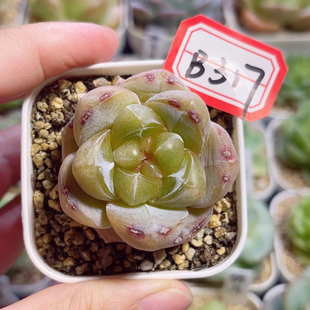 B317 一物一拍 无名