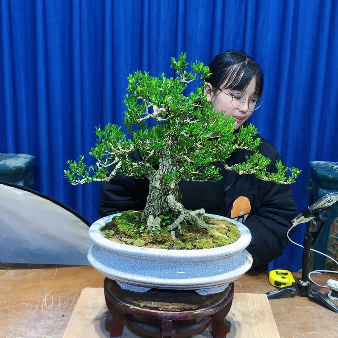 黄杨盆景一物一拍人***已