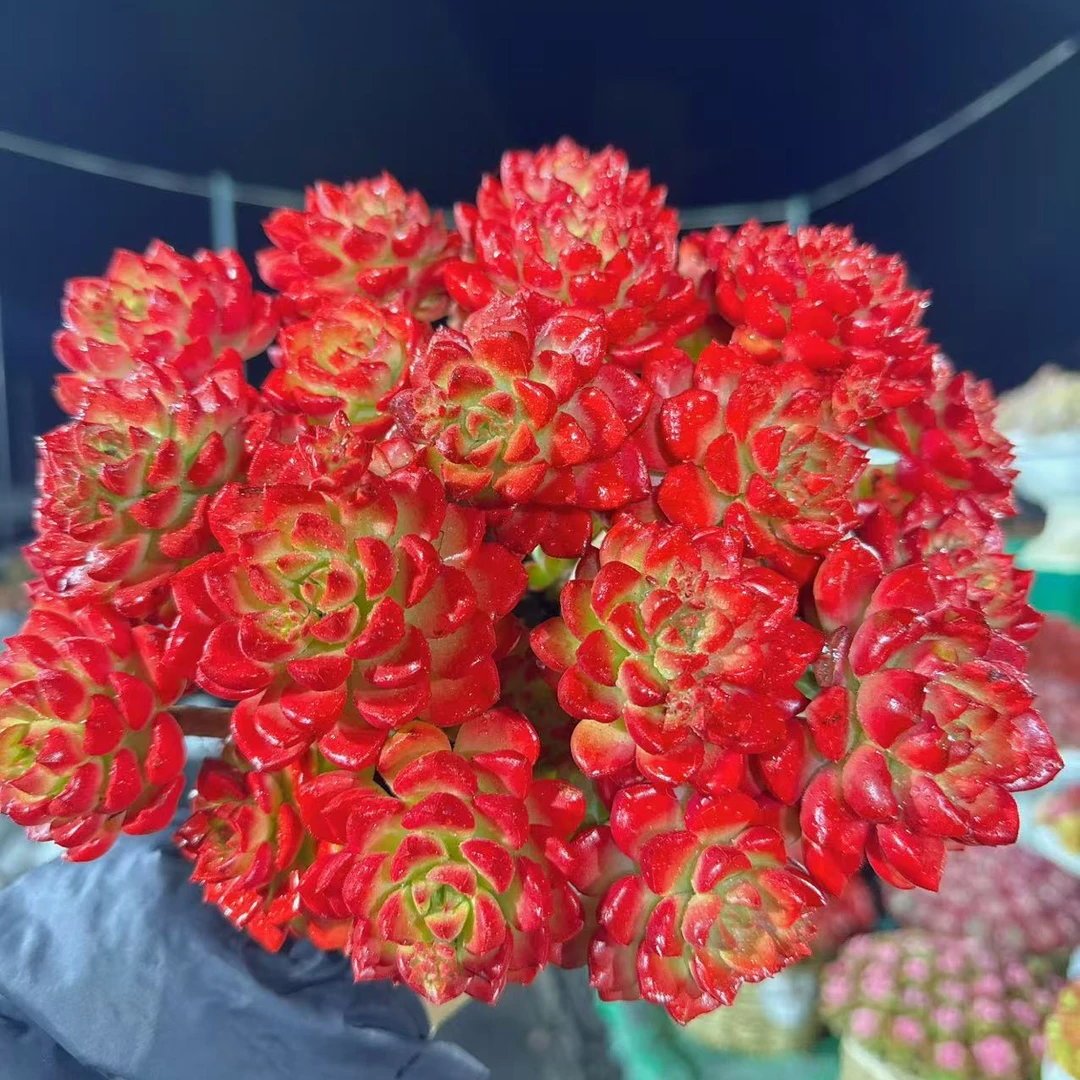 X老桩爱马斯玫瑰  拍一发二云南基地直发 绿植盆栽 带盆带土