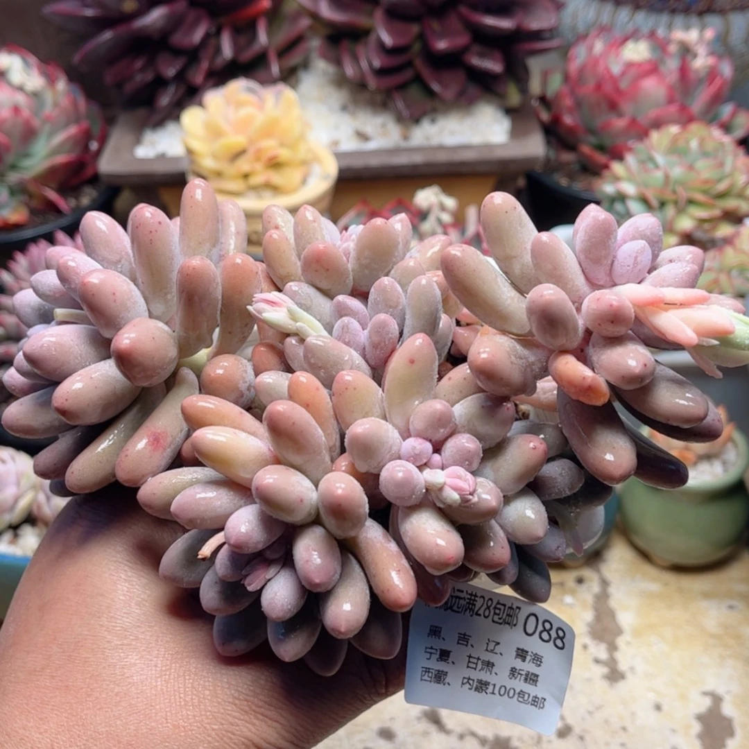 【闪购商品】088汤圆