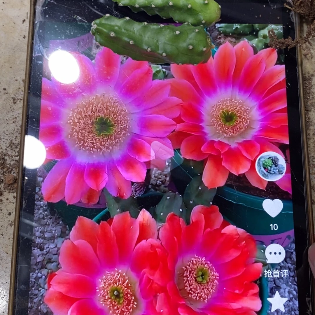新品水仙情郎侧芽A1一个