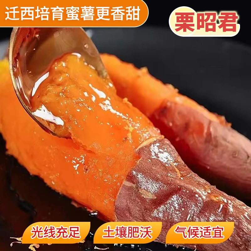 【软糯香甜】糖心蜜薯新鲜现挖4.5斤