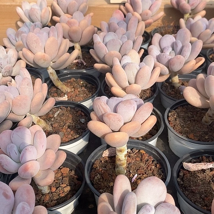 29桃美人 单头 福利多多