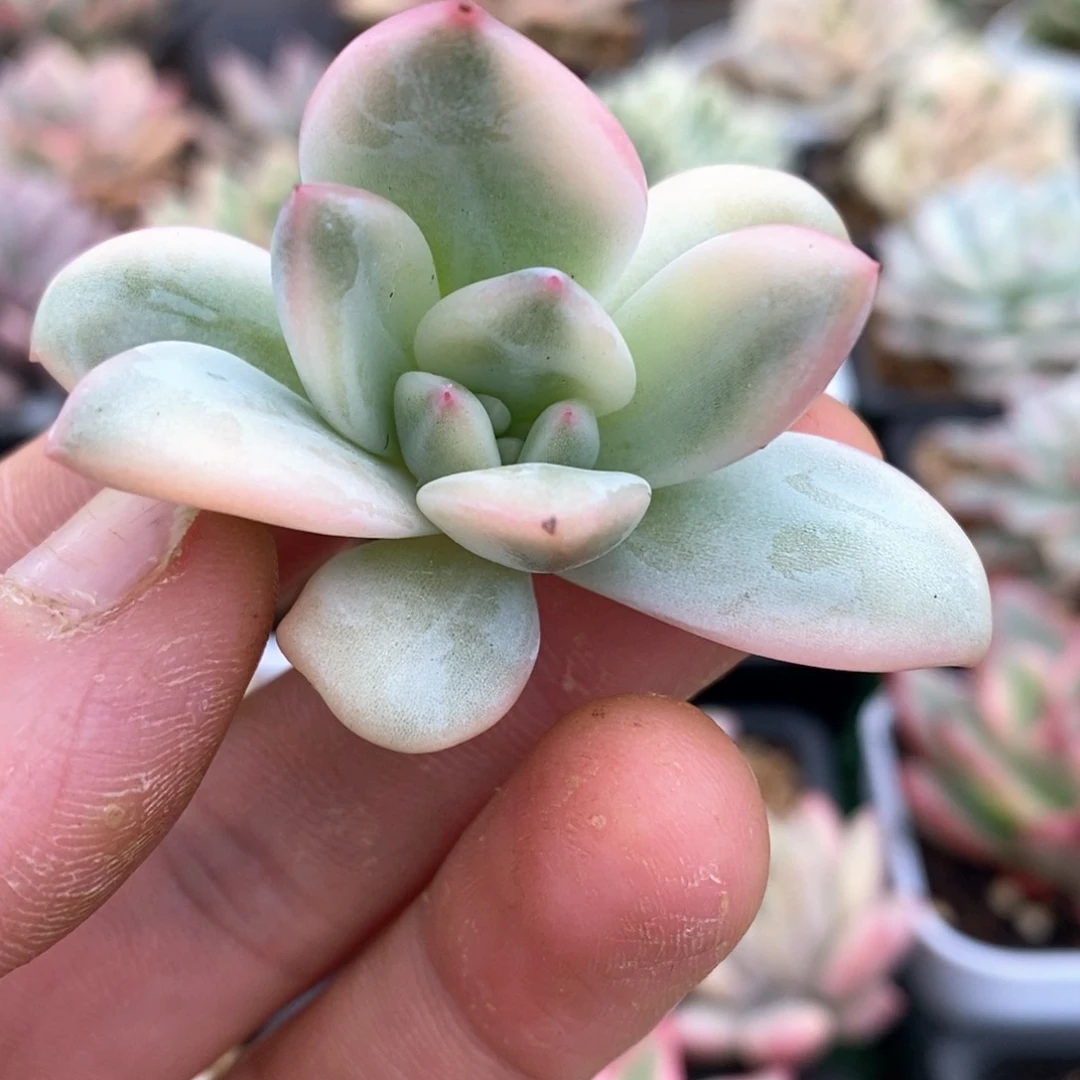 伊丽莎白锦可嫁接