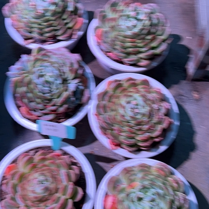 10.129冰珀一个脱土