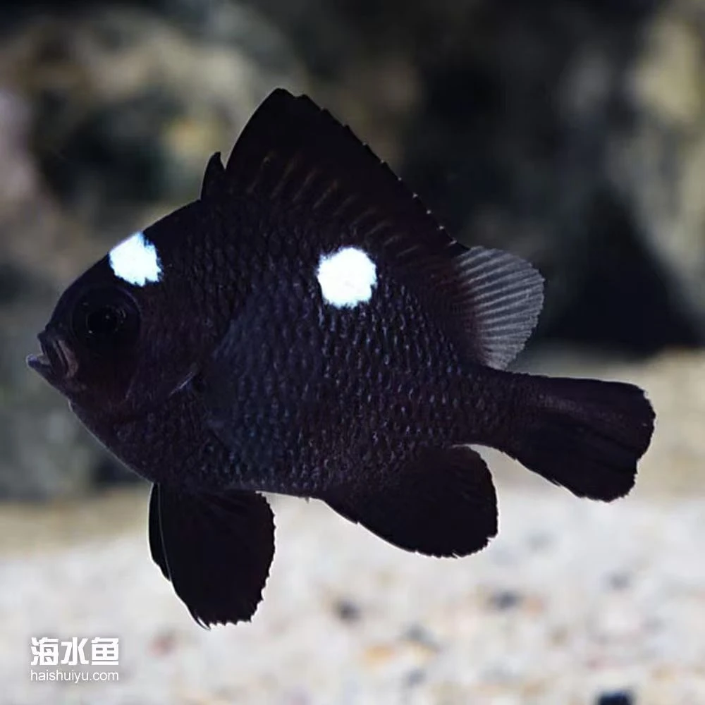 海水观赏鱼，三点白