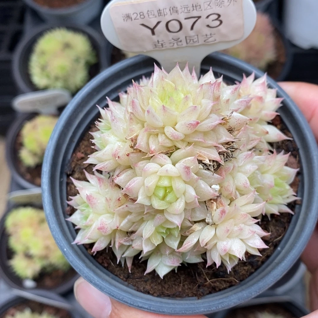 0073？麦秆 群 7cm