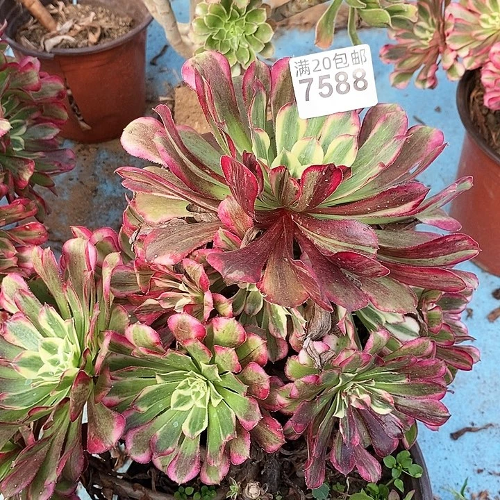 7588 一颗同花顺法师