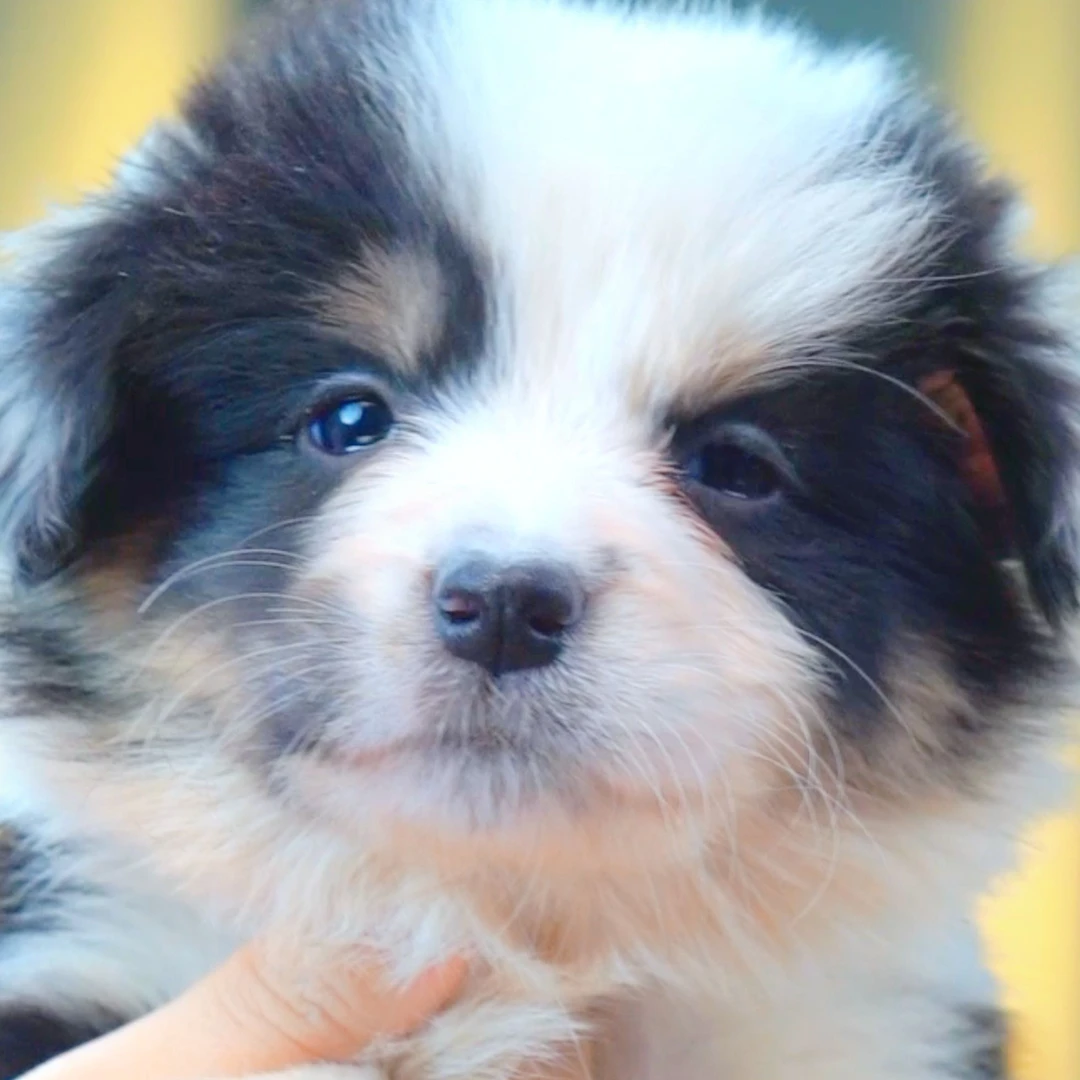 边境牧羊犬——黑白三色妹妹