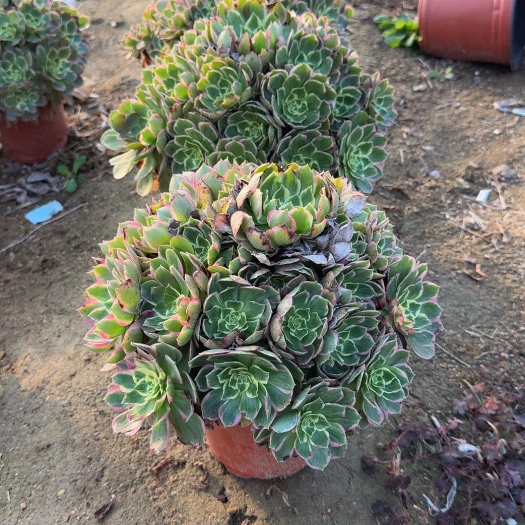 大水蜜桃一个 多肉植物