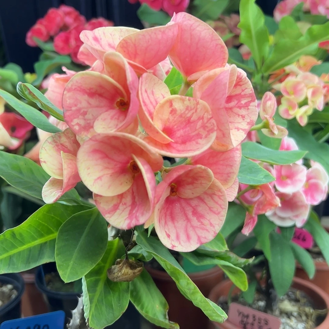 泰丝泰国大花虎刺梅