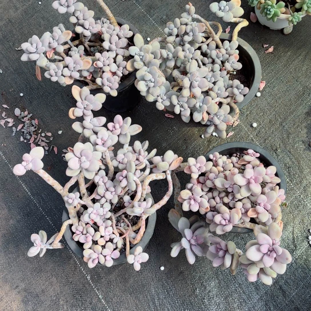 f****r桃蛋福利不售后16-8